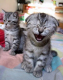 Animal Humour - Upset Cat-humourenvrac